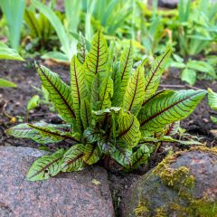Bloedzuring - Rumex sanguineus (zaad)