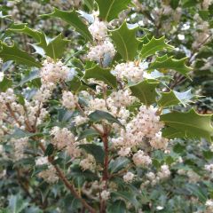 Osmanthus heterophyllus Gulftide - Schijnhulst