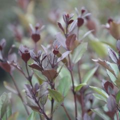 Osmanthus heterophyllus Purpureus - Schijnhulst