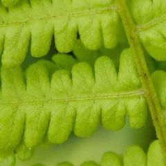Osmunda cinnamomea - Kaneelvaren