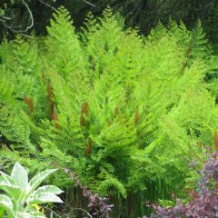 Osmunda regalis Purpurascens - Koningsvaren