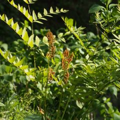 Osmunda japonica - Koningsvaren