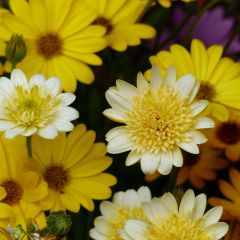 Osteospermum Summersmile Double Golden Yellow - Spaanse margriet