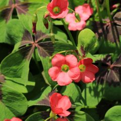 Oxalis deppei - Klaverzuring