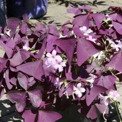 Oxalis triangularis papilionacea Atropurpurea - Klaverzuring