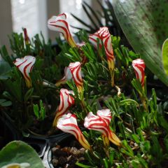 Oxalis versicolor - Zuurstokzuring