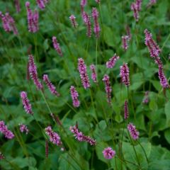 Persicaria amplexicaulis High Society - Duizendknoop
