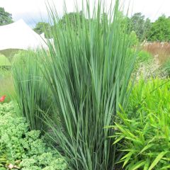 Panicum virgatum Northwind - Vingergras