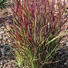Panicum virgatum Sangria - Vingergras