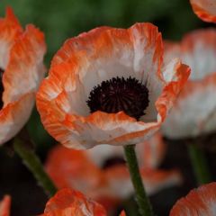 Papaver orientale Picotee - Oosterse papaver