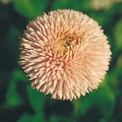 Madeliefje Robella - Bellis perennis