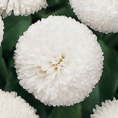Madeliefje wit Tasso - Bellis perennis