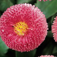 Madeliefje roze Tasso - Bellis perennis