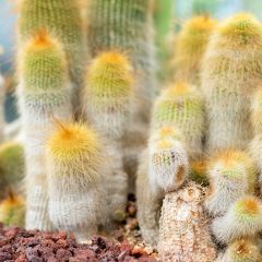 Parodia leninghausii - Gele bolcactus