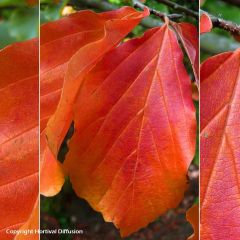 Parrotia persica Bella - Perzisch IJzerhout