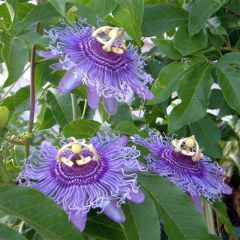 Passiflora Incense - Passiebloem