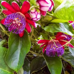 Passiflora quadrangularis - Reuzenpassiebloem