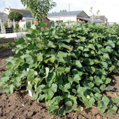 Zoete aardappel Beauregard (jonge planten)