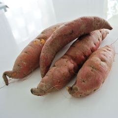 Zoete aardappel Evangeline (jonge planten)