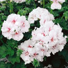 Pelargonium peltatum Blanche Roche- Hanggeranium wit