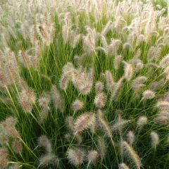 Pennisetum alopecuroïdes Goldstrich - Lampenpoetsersgras