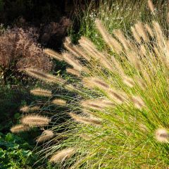 Pennisetum alopecuroïdes Hameln - Lampenpoetsersgras