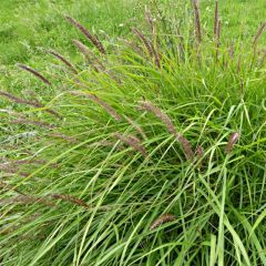 Pennisetum incomptum - Lampenpoetsersgras