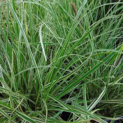 Pennisetum setaceum Skyrocket - Lampenpoetsersgras