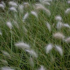 Pennisetum villosum - Lampenpoetsersgras