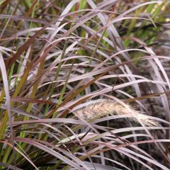 Pennisetum advena Rubrum - Lampenpoetsersgras