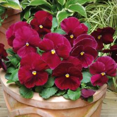 Viola Matrix Rose - Grootbloemige viool