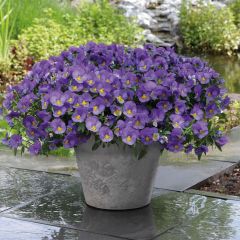 Viola wittrockiana Cool Wave Blue Skies - Hangende/spreidende grootbloemige viool