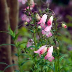 Penstemon Apple Blossom - Slangenkop