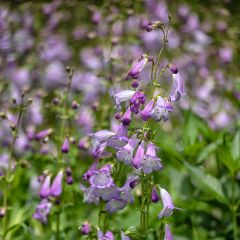 Penstemon Alice Hindley - Slangenkop