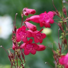Penstemon Garnet - Slangenkop