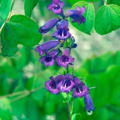 Penstemon Midnight - Slangenkop
