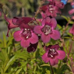 Penstemon Blackbird - Slangenkop