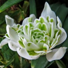 Galanthus nivalis Flore Pleno - Sneeuwklokje