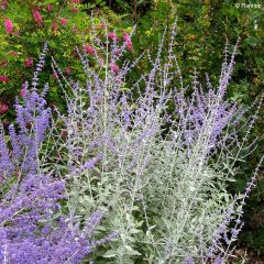 Perovskia Silvery Blue - Russische salie