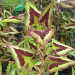 Persicaria runcinata Purple Fantasy - Duizendknoop