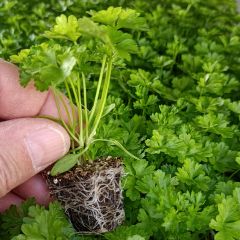 Donkergroene  krulpeterselie (jonge planten)