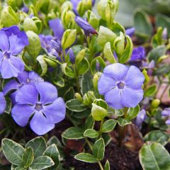 Vinca minor Ralph Shugert - Kleine maagdenpalm