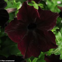 Petunia Sophistica Blackberry - Hangpetunia