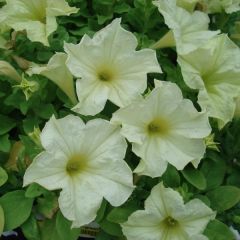 Petunia Sophistica Lime Green - Hangpetunia