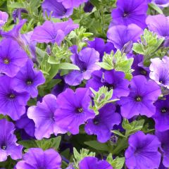 Petunia Surfinia Giant Blue - Hangpetunia