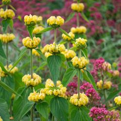 Phlomis russeliana - Brandkruid