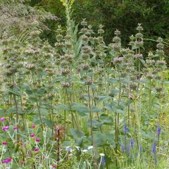 Phlomis samia - Brandkruid
