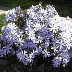 Phlox bifida Minima Colvin - Borstelphlox