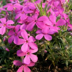 Phlox douglasii Waterloo - Kruipende vlambloem