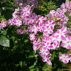 Phlox maculata Natasha - Vlambloem